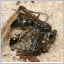 Pompilus cinereus - Wegwespe w32 10mm beim Spinnendiebstahl.jpg